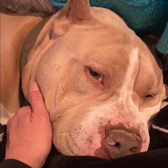 Meet your Posher, Abby - Picture 5 of 7